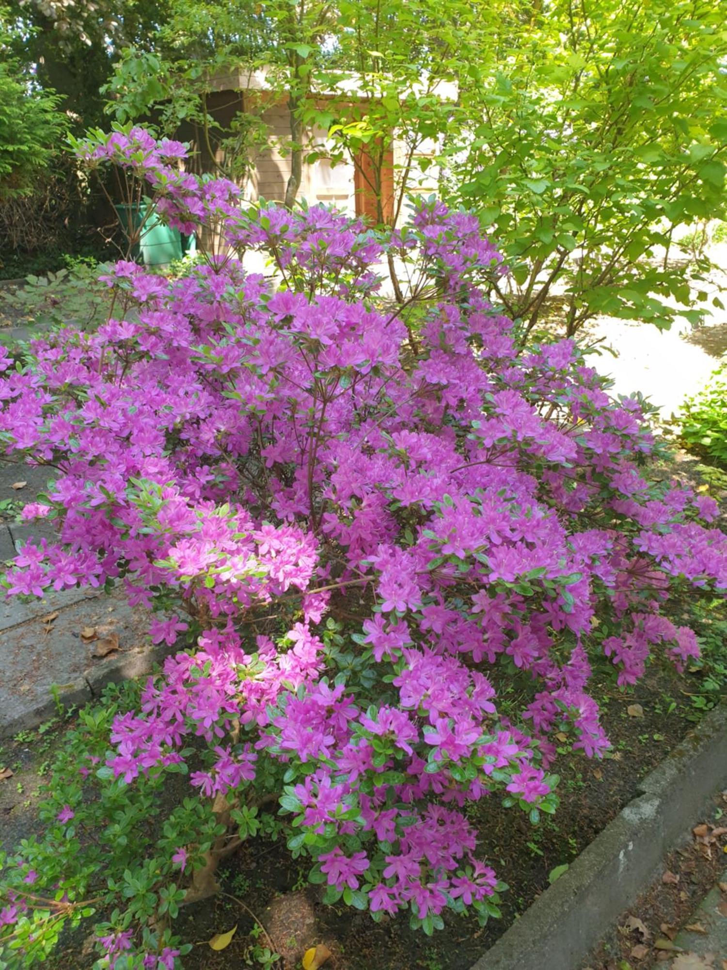 Ferienwohnung Gartenblick Westerstede Extérieur photo